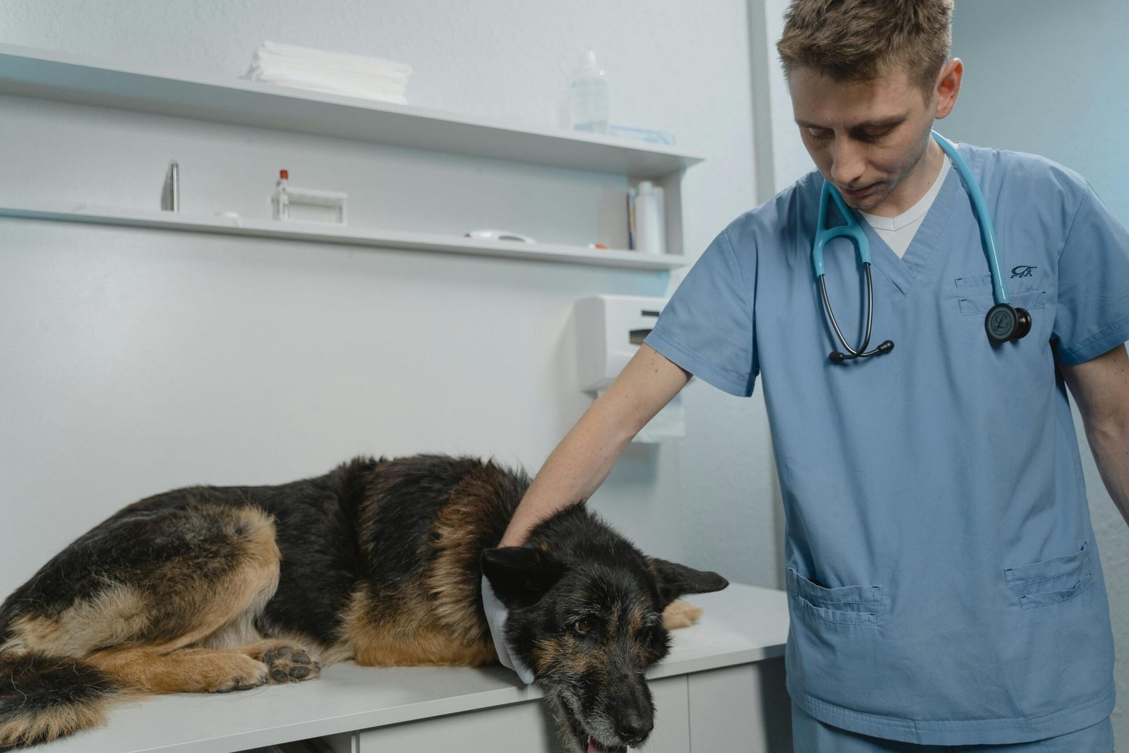 Discover Key Tips to Take Good Care of Your Pet: 5 tips