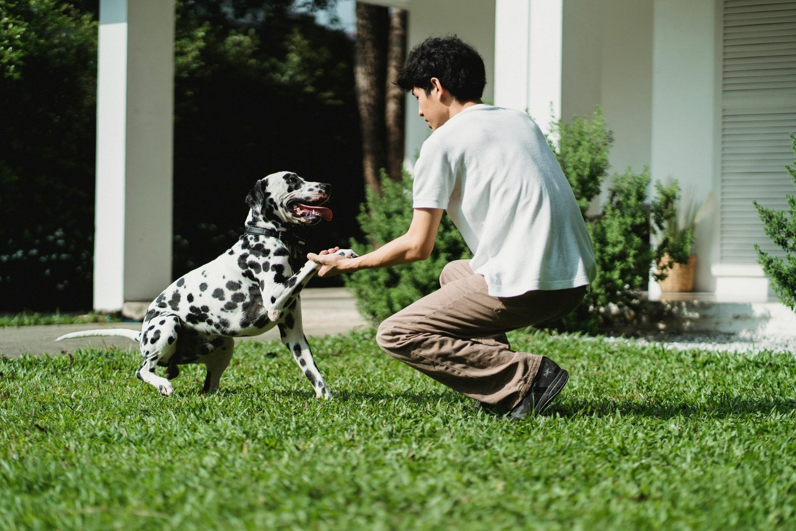 Best Time to Train a Dog