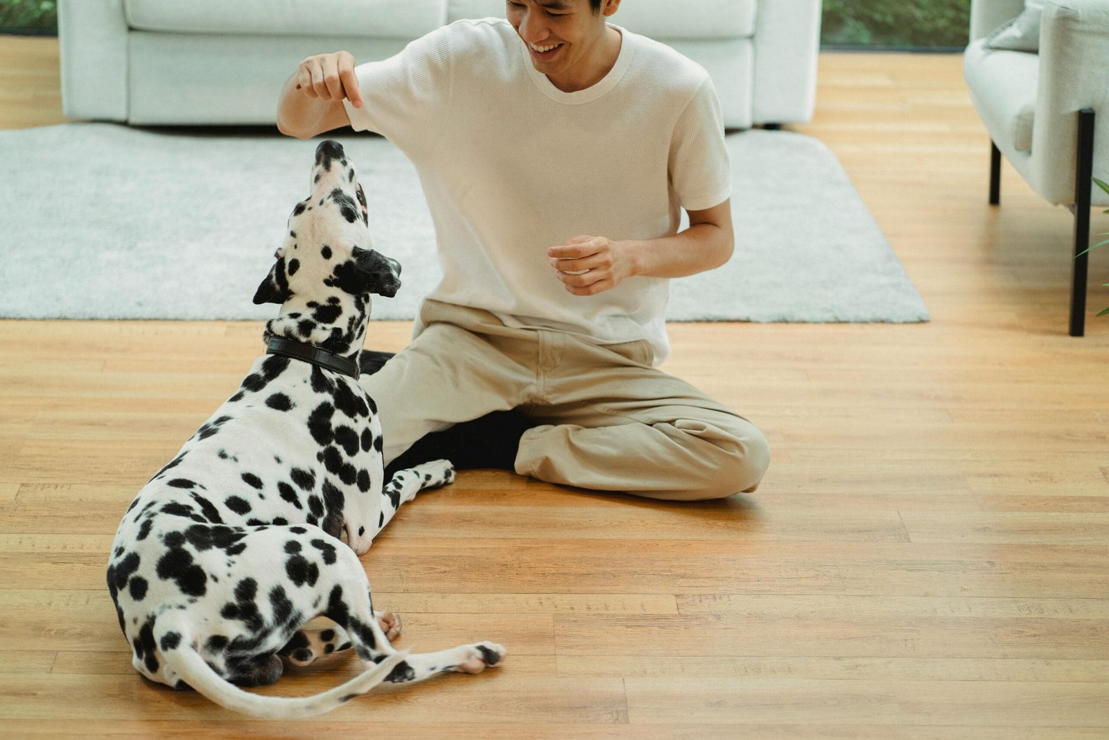 Best Time to Train a Dog
