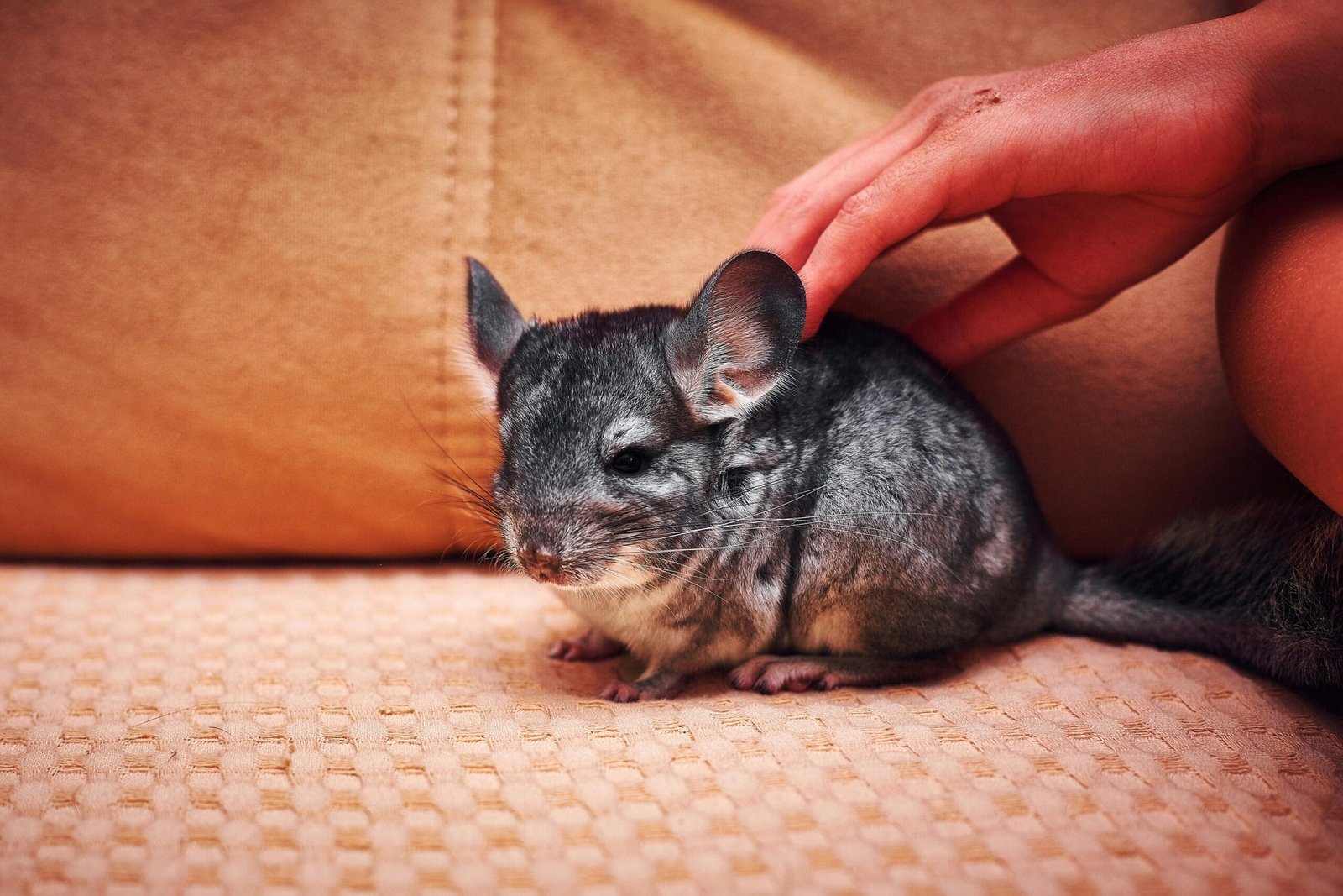 Small Pets That Love To Cuddle 