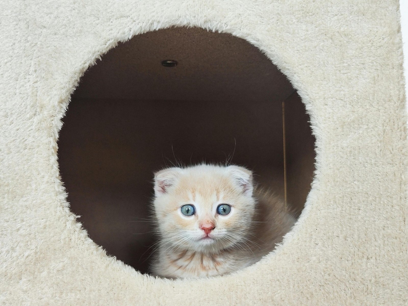 Small pets that love to cuddle