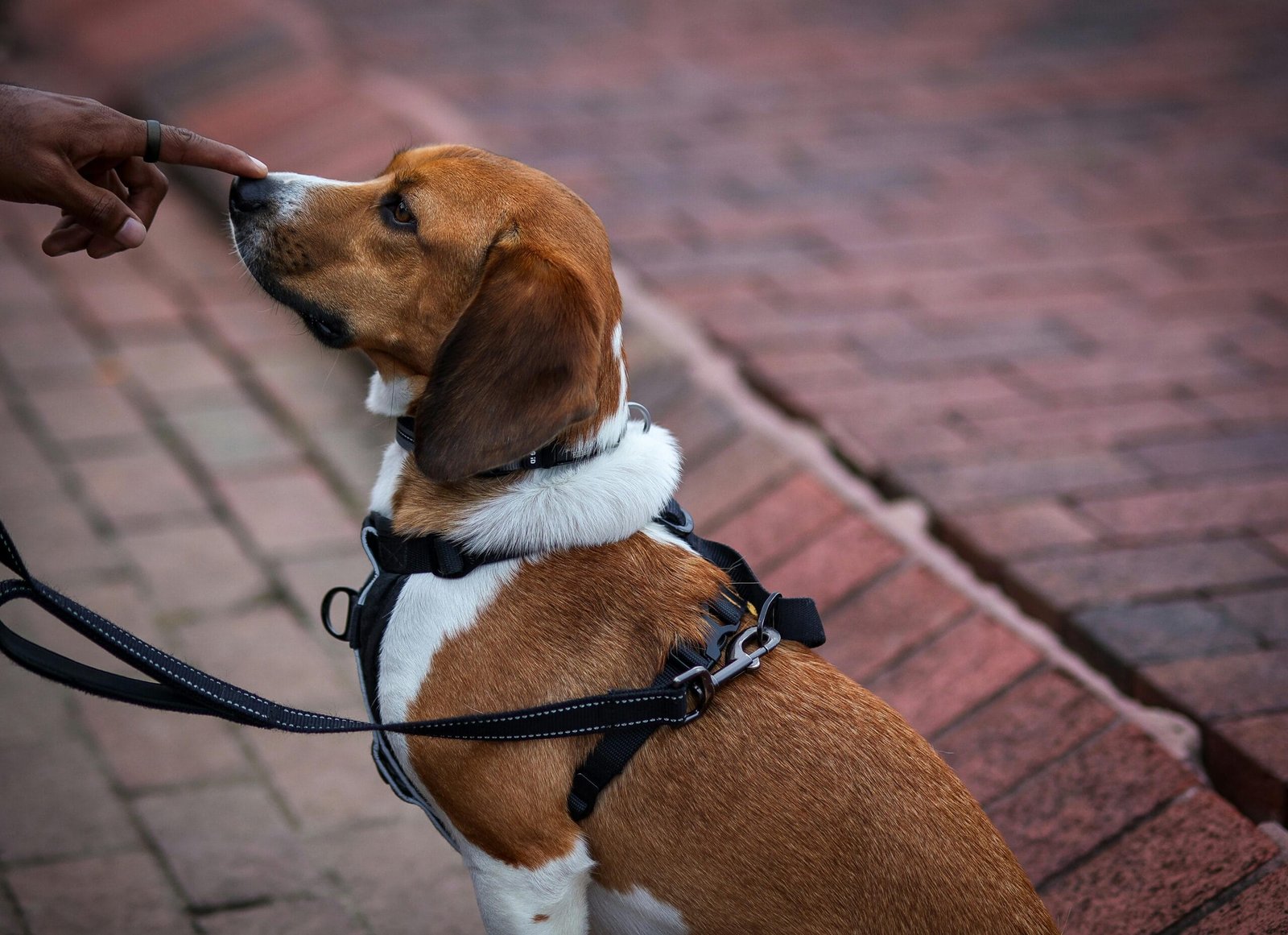 Best Time to Train a Dog