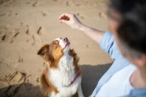 Read more about the article Dog Engagement Exercises: Keep Your Dog Happy and Healthy