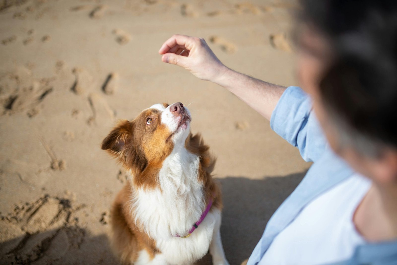 You are currently viewing Dog Engagement Exercises: Keep Your Dog Happy and Healthy