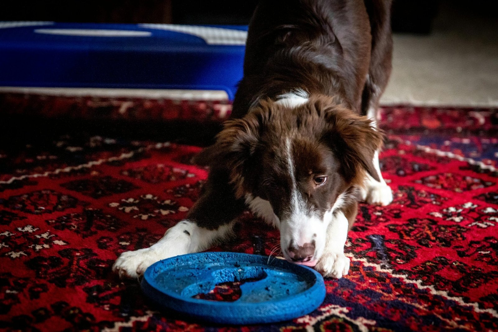 Best Time to Train a Dog