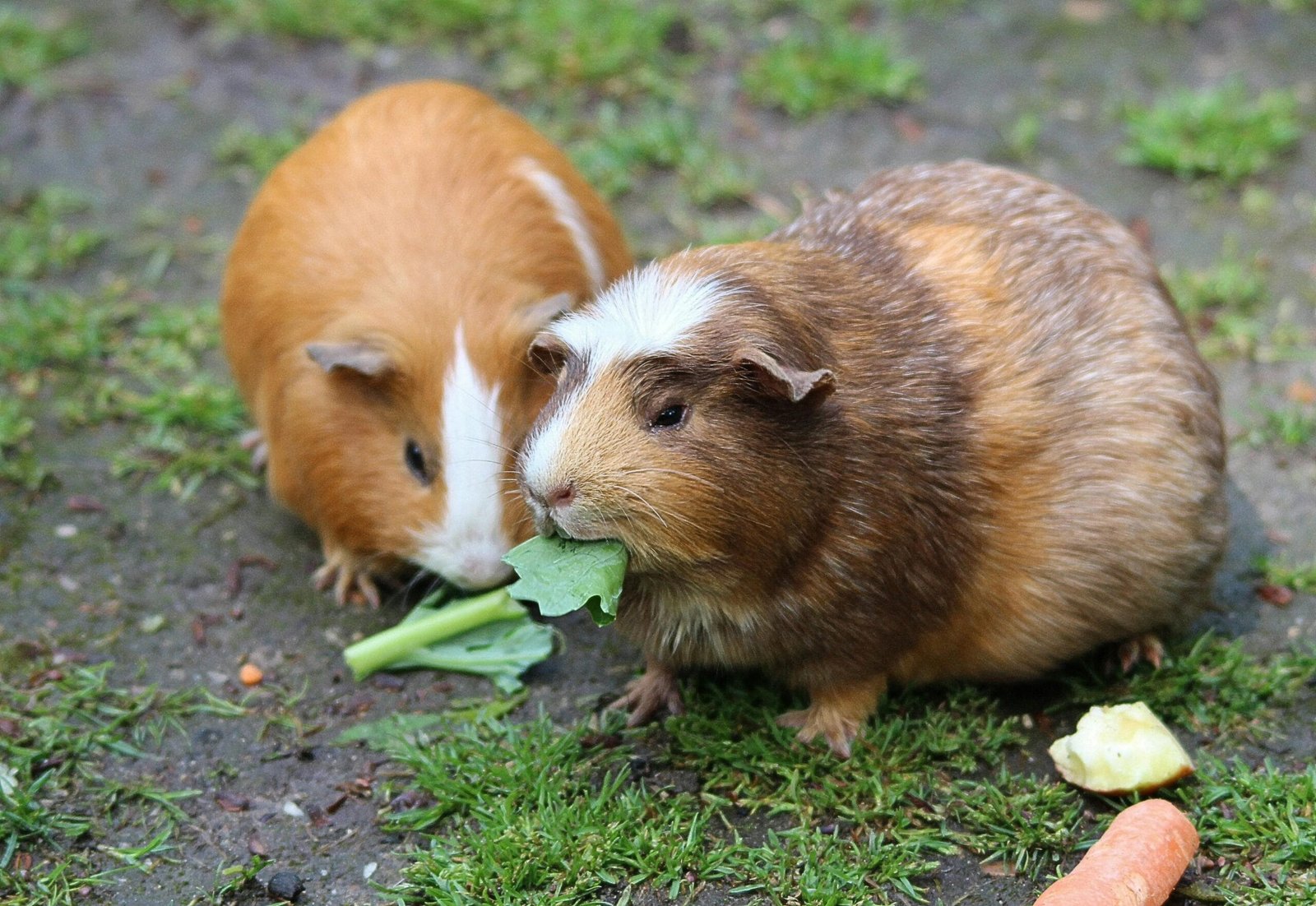 Small Pets That Love to Cuddle 