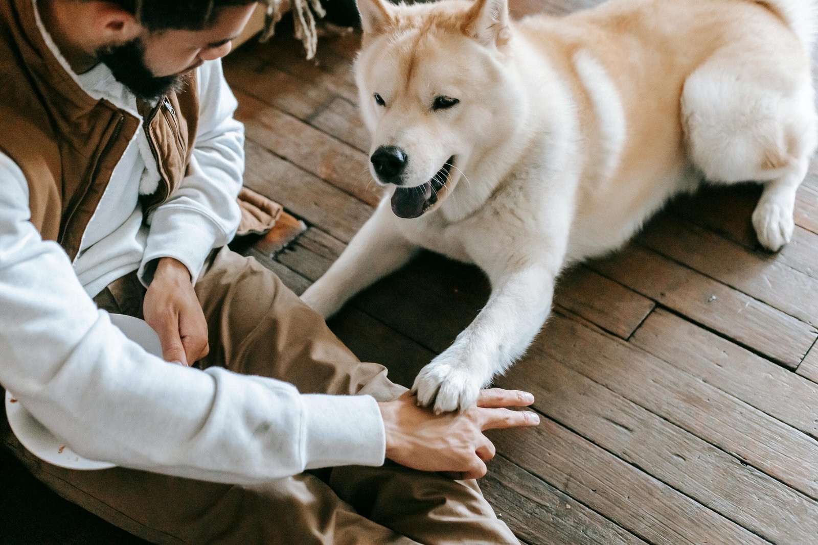 Best Time to Train a Dog
