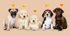 Read more about the article What To Do If Your Dog is Shaking and Vomiting: Causes & Solutions