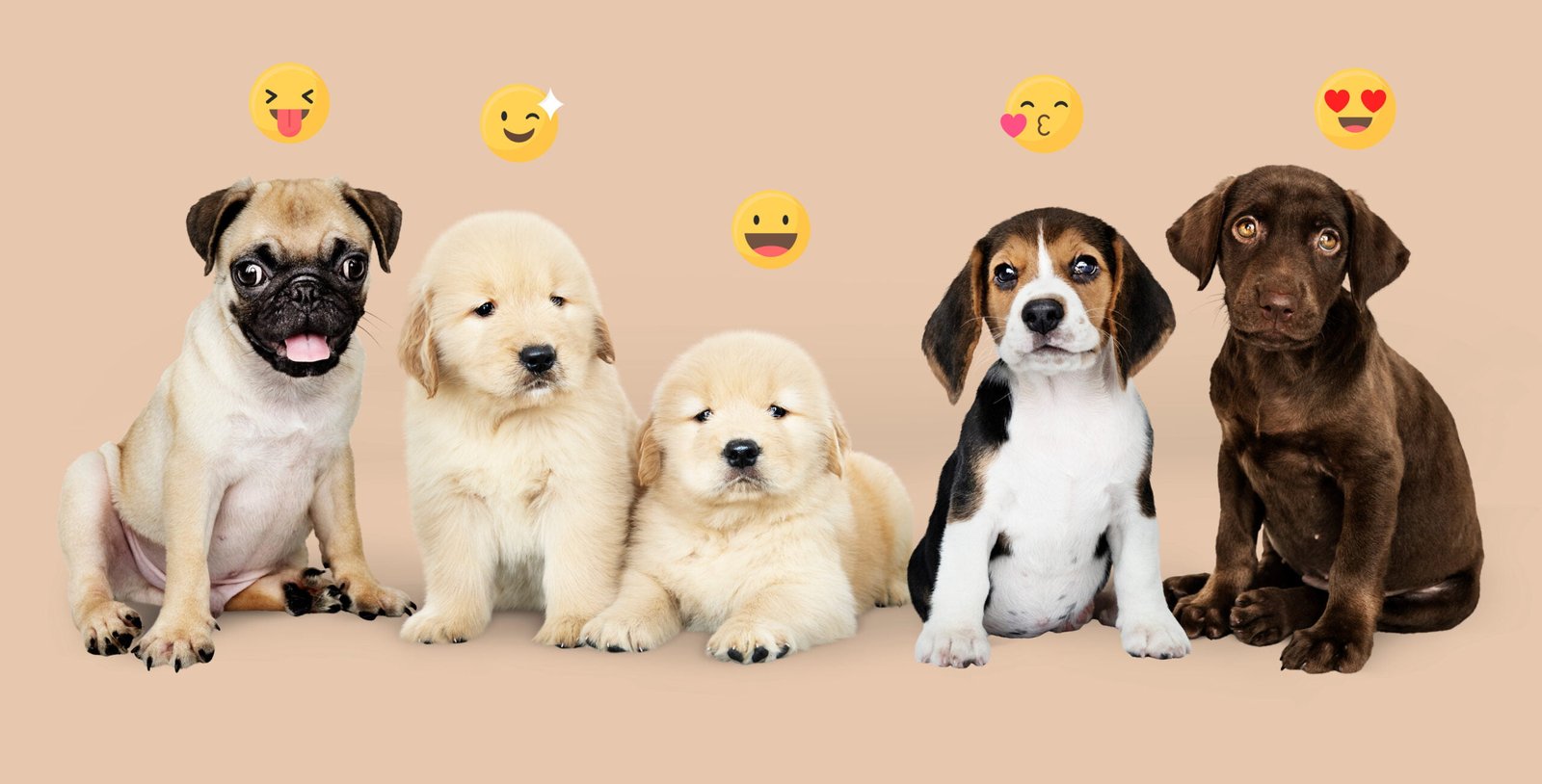 You are currently viewing What To Do If Your Dog is Shaking and Vomiting: Causes & Solutions