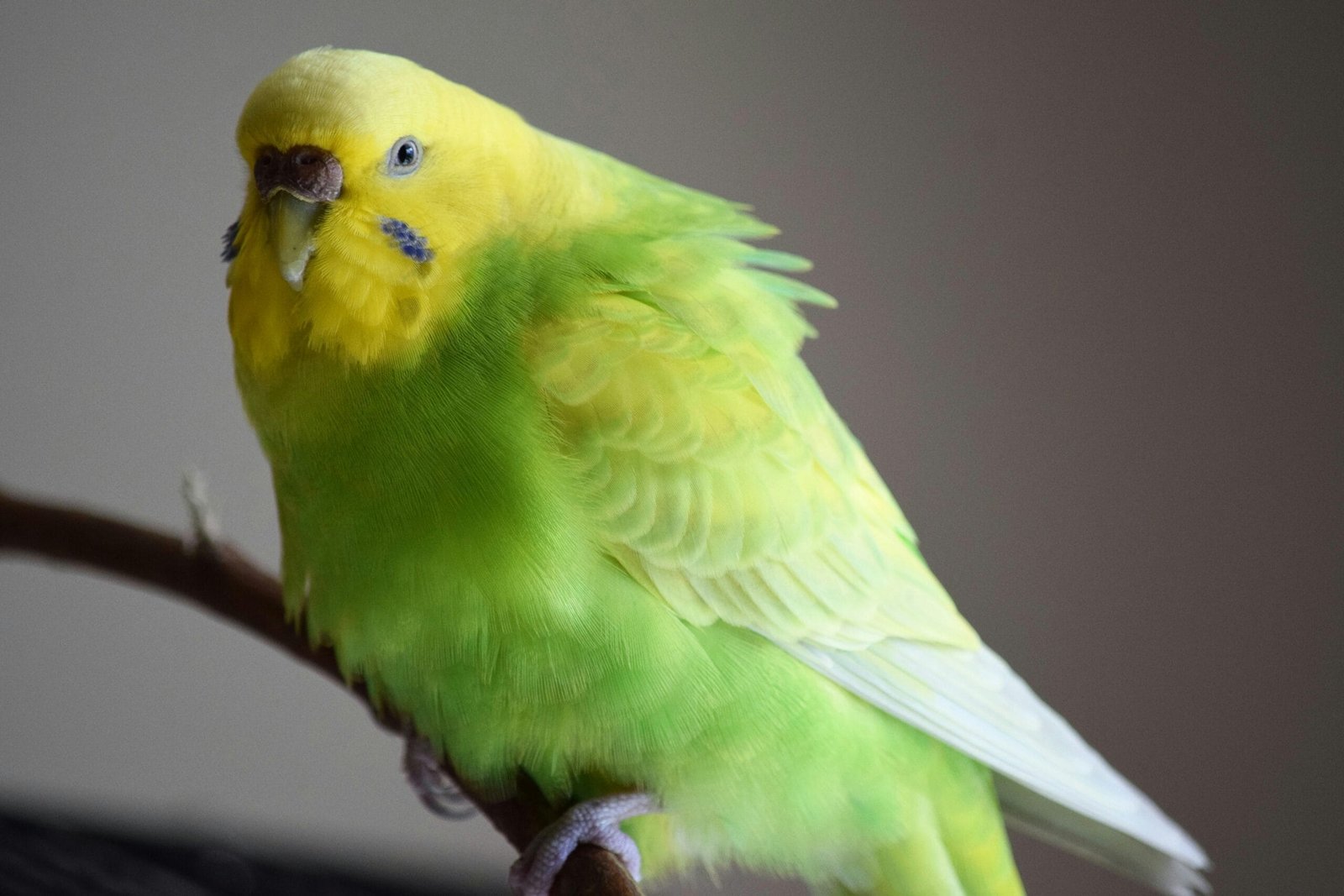 Budgies as Pets for Kids