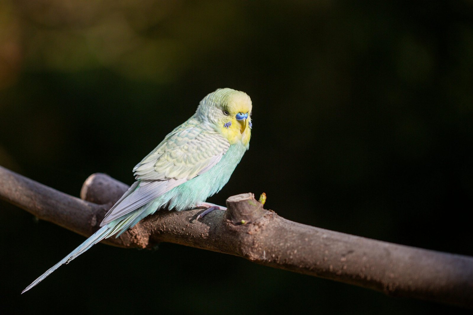 Budgies as Pets for Kids