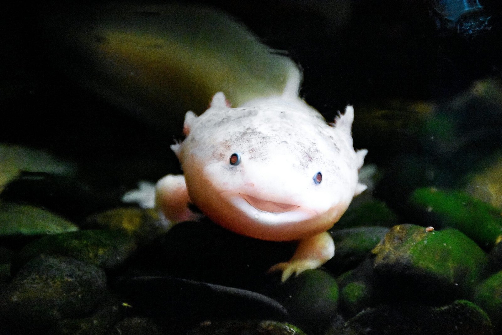The Top 10 Exotic Pets List