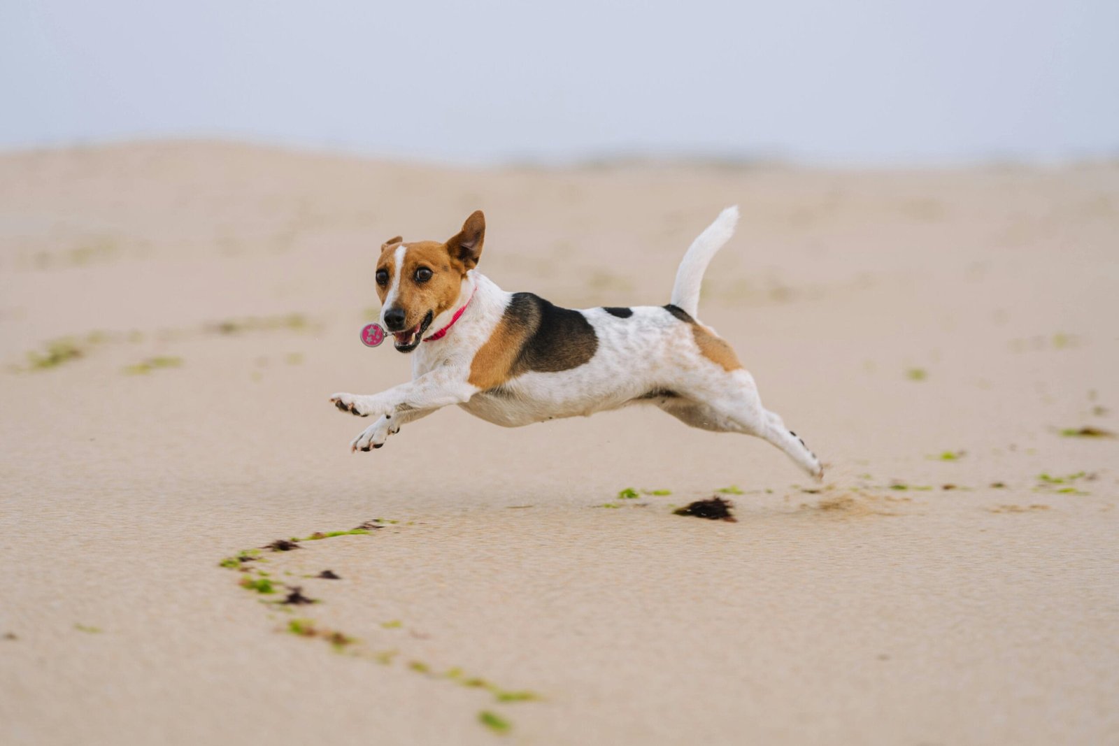 playful dog breeds for active families