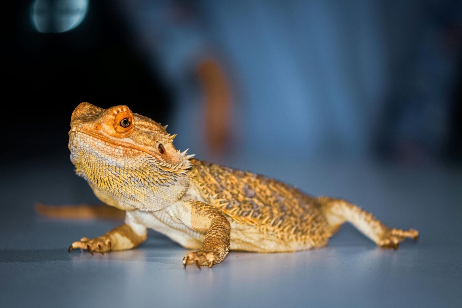The Top 10 Exotic Pets List