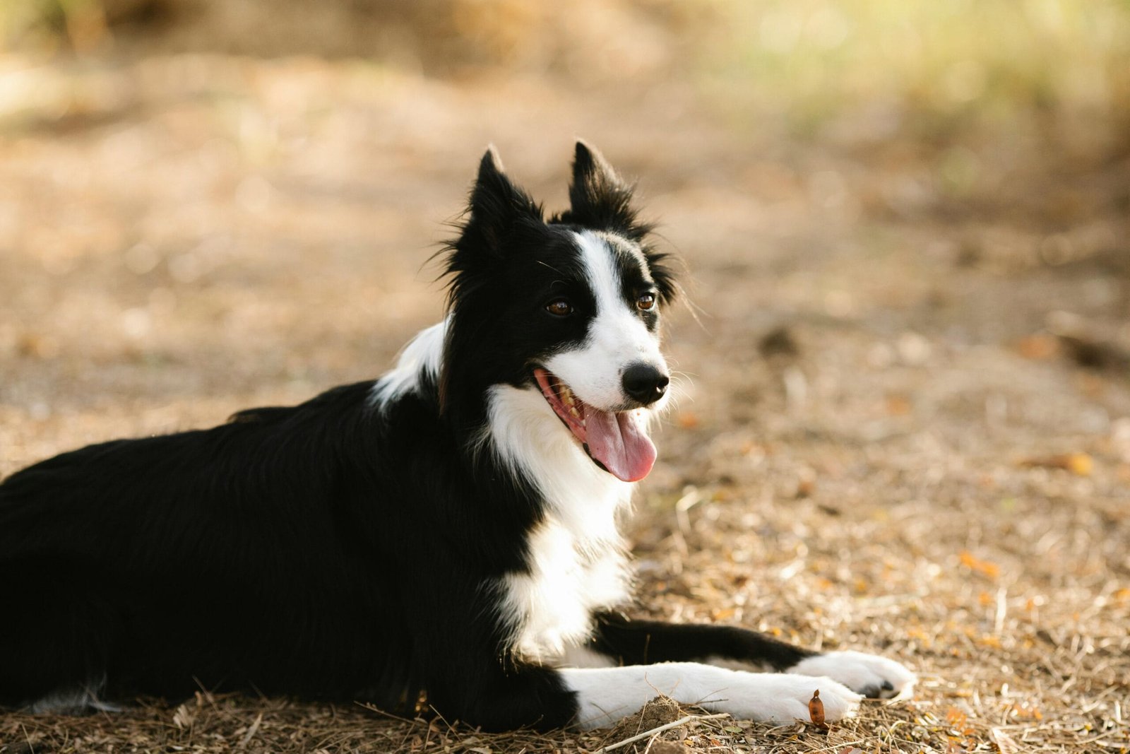 playful dog breeds for active families