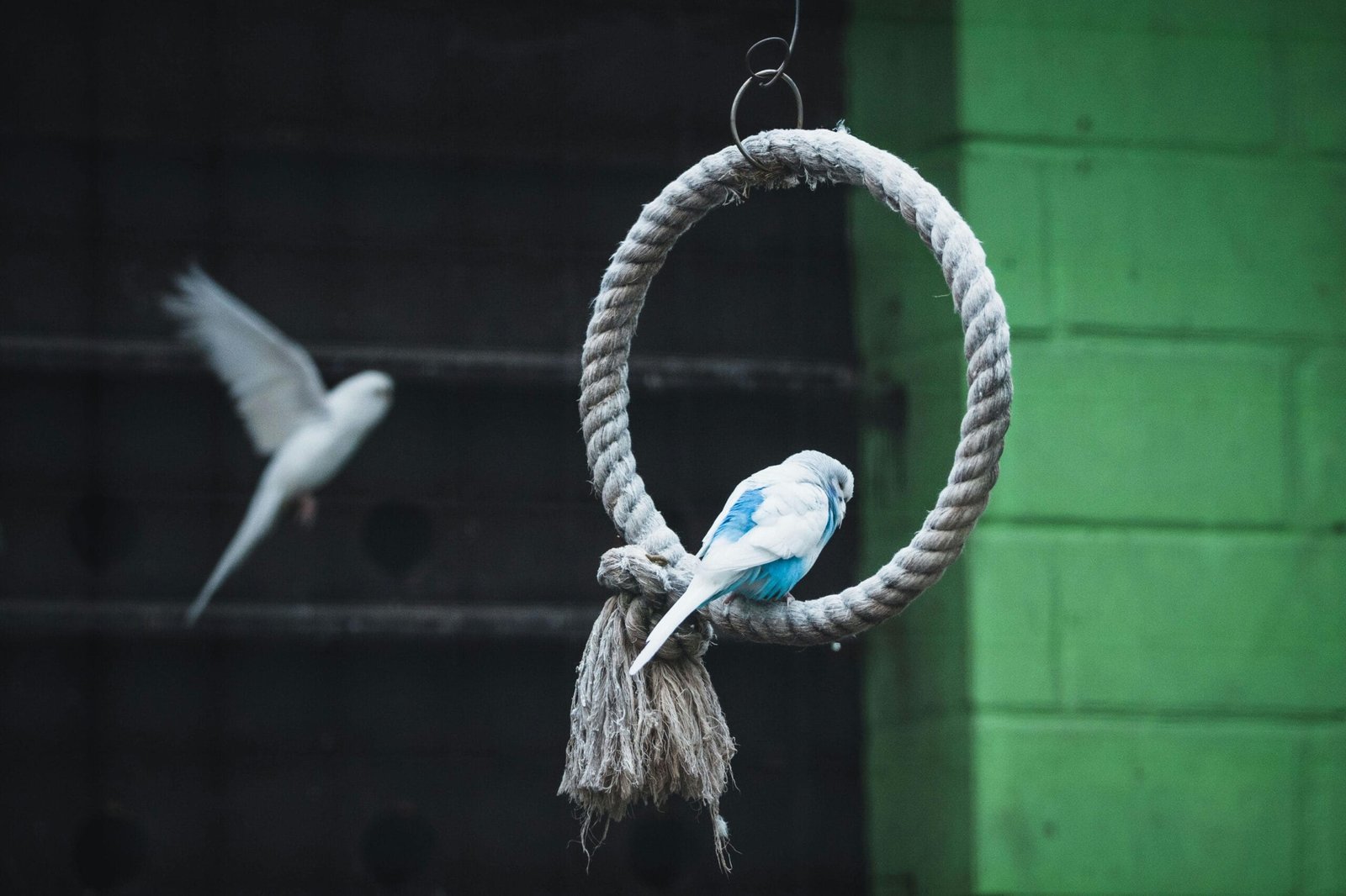 Budgies as Pets for Kids