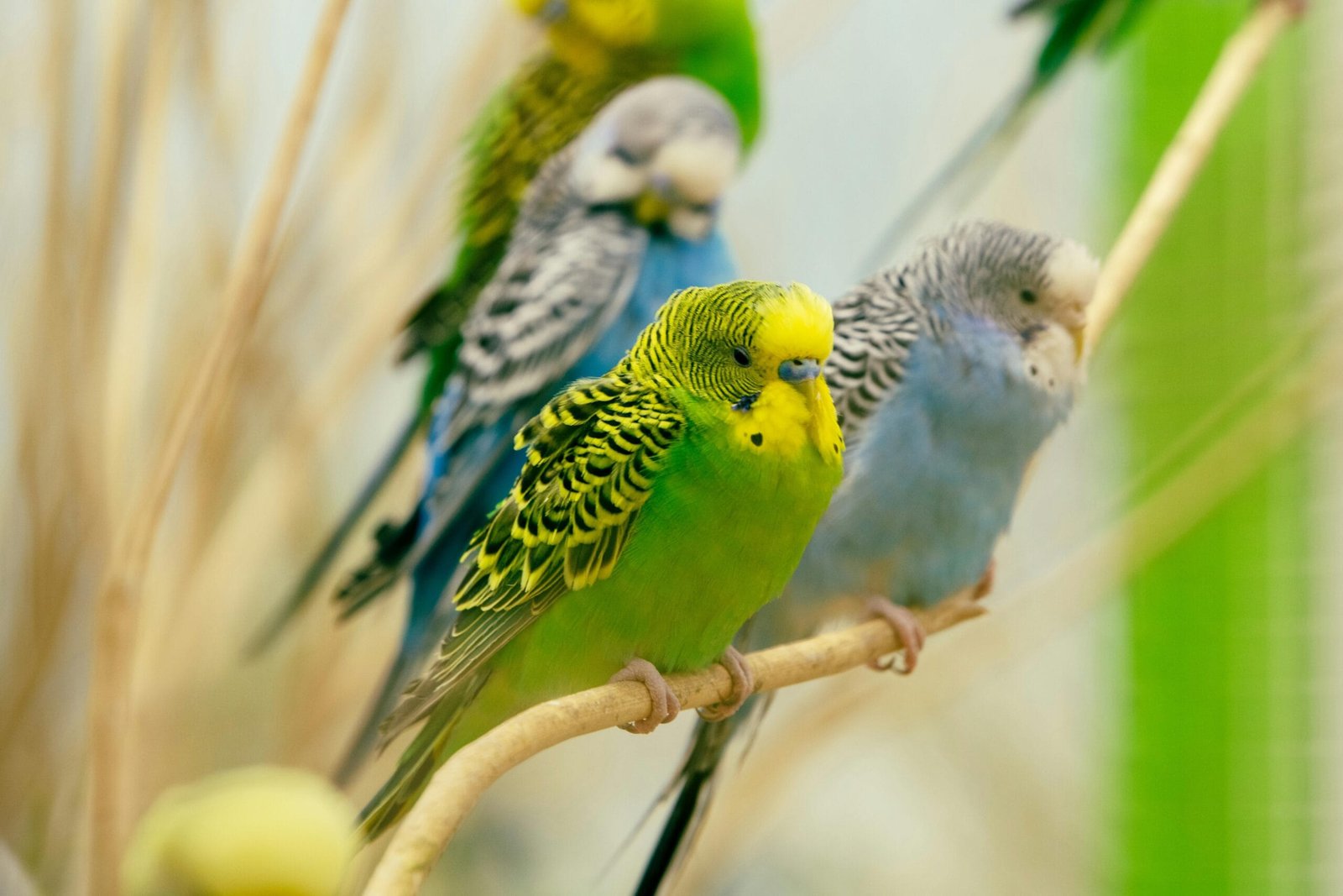 Budgies as Pets for Kids