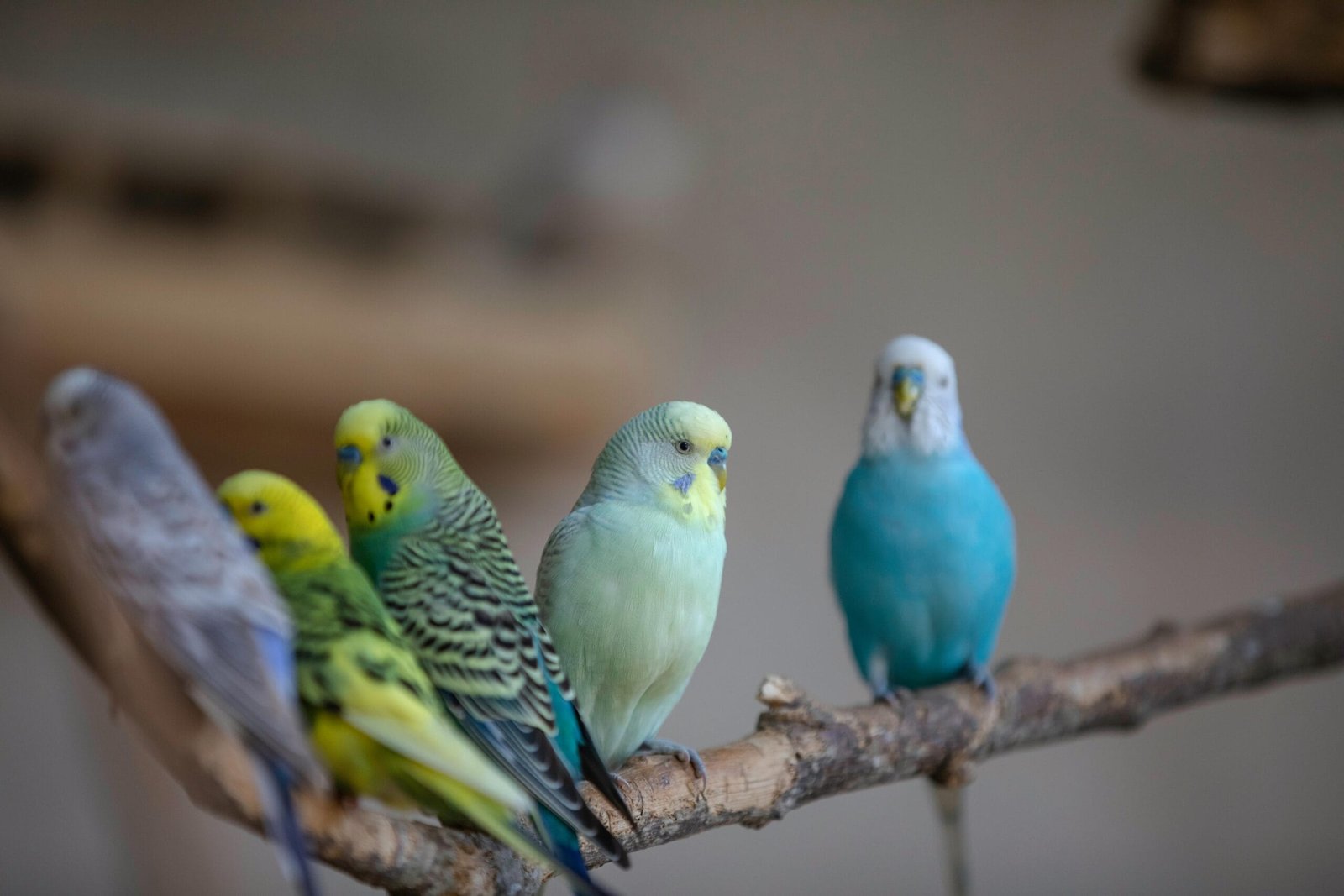 Budgies as Pets for Kids