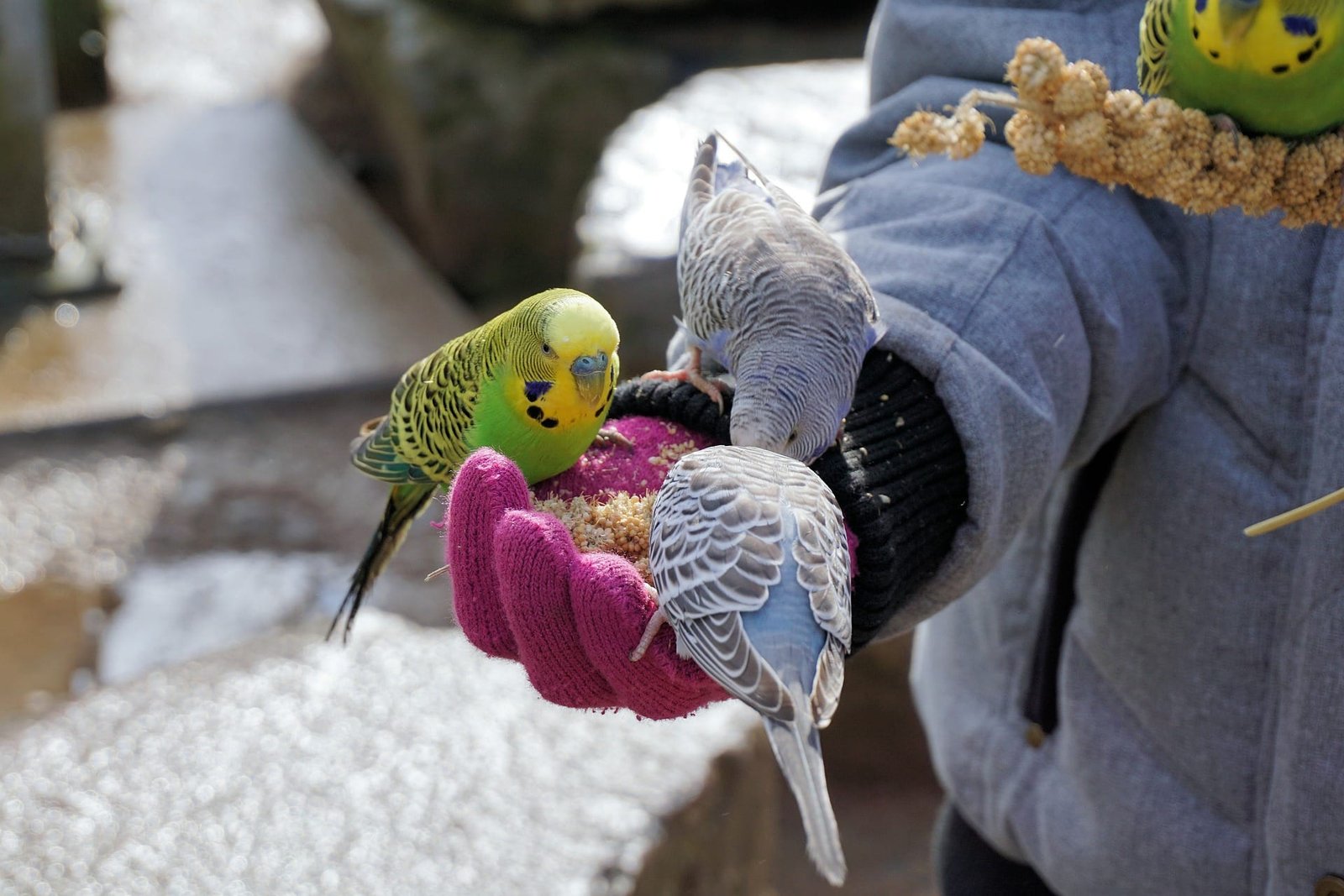 Budgies as Pets for Kids