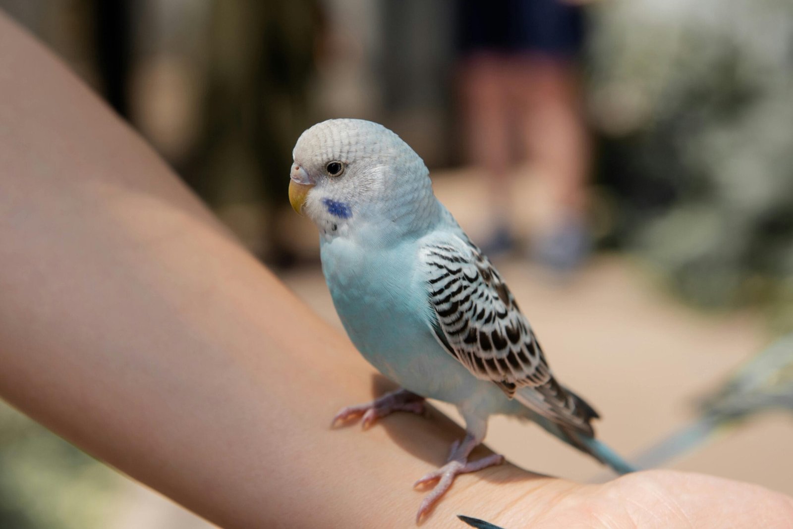 Budgies as Pets for Kids