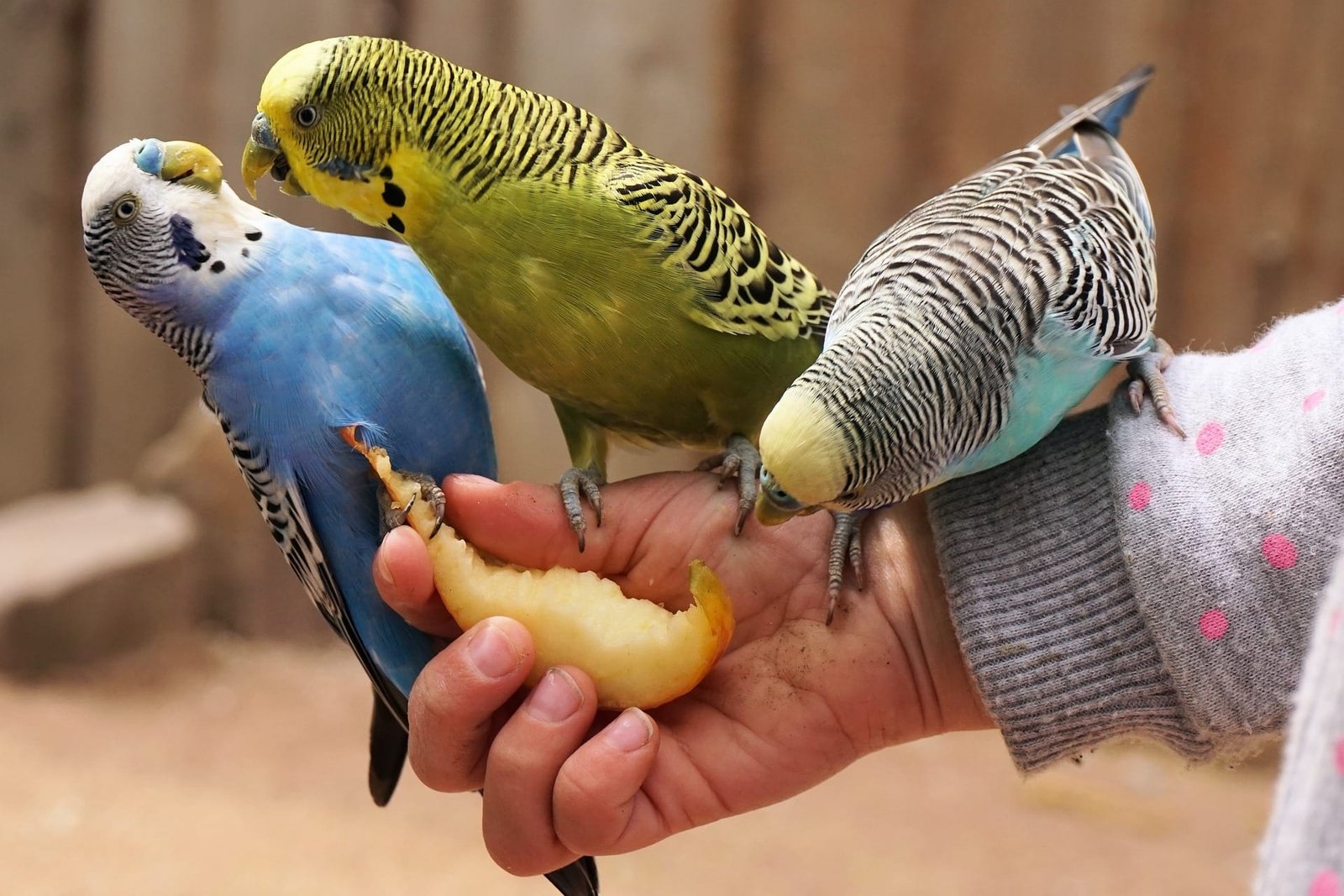 Budgies as Pets for Kids
