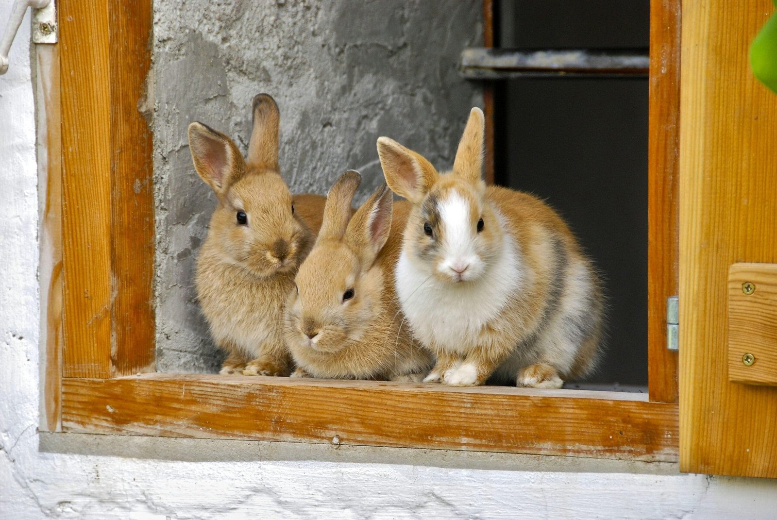 Raising Rabbits 