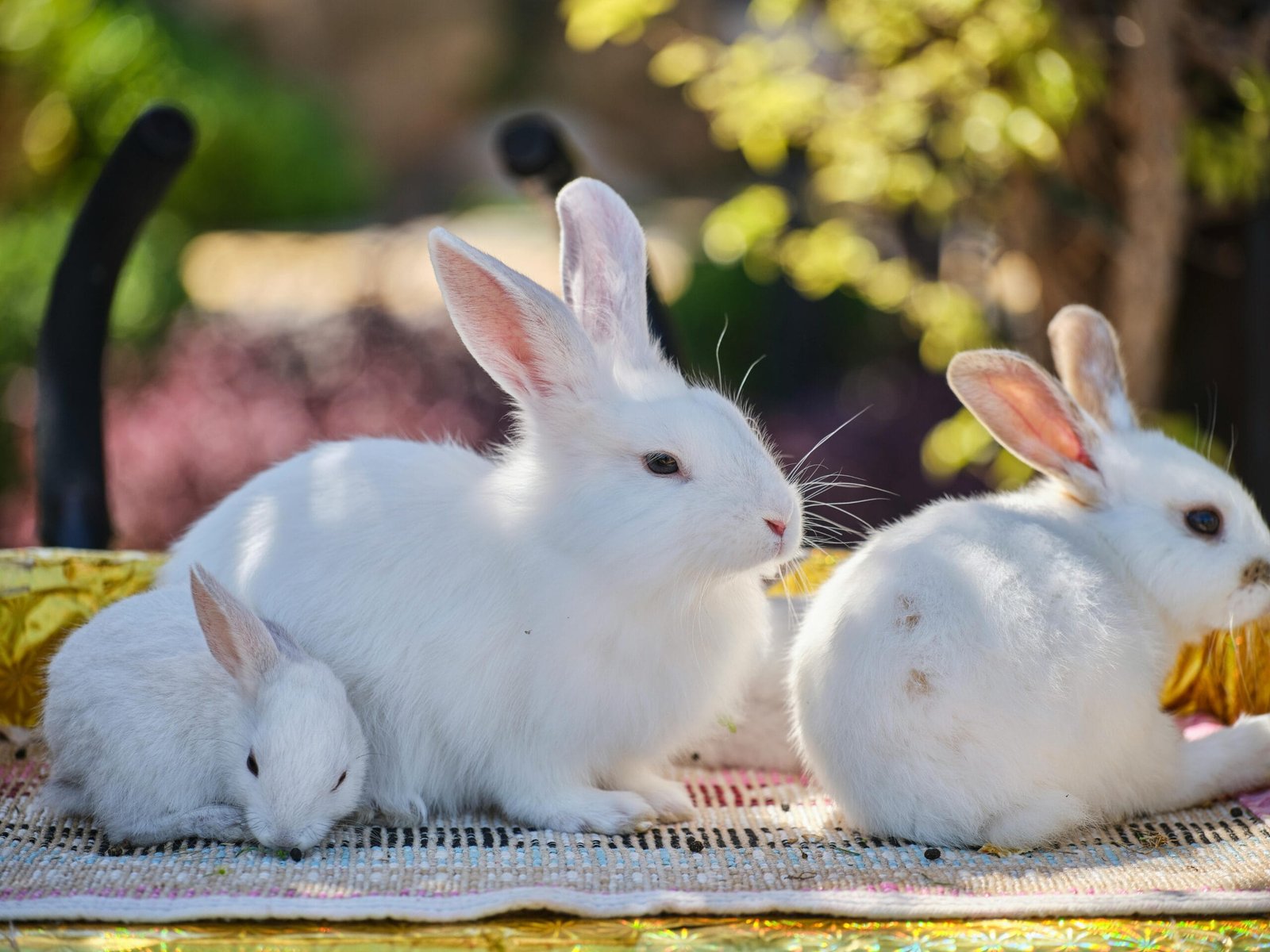 Best Bunnies to Have as Pets