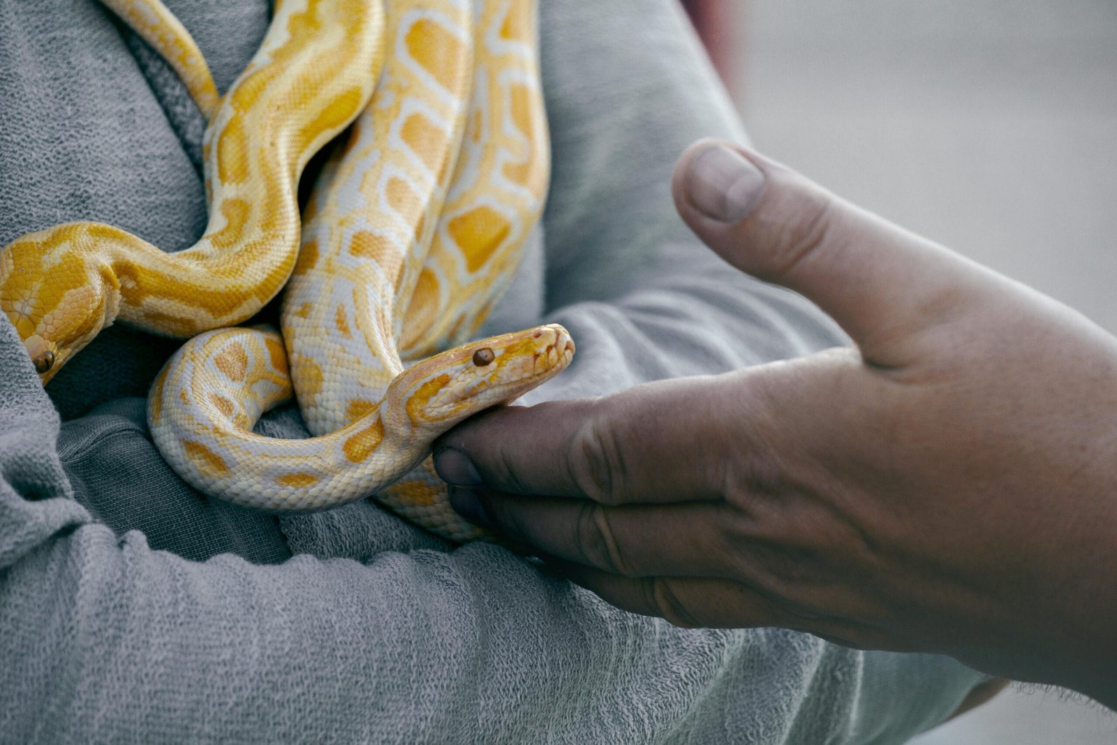 The Top 10 Exotic Pets List