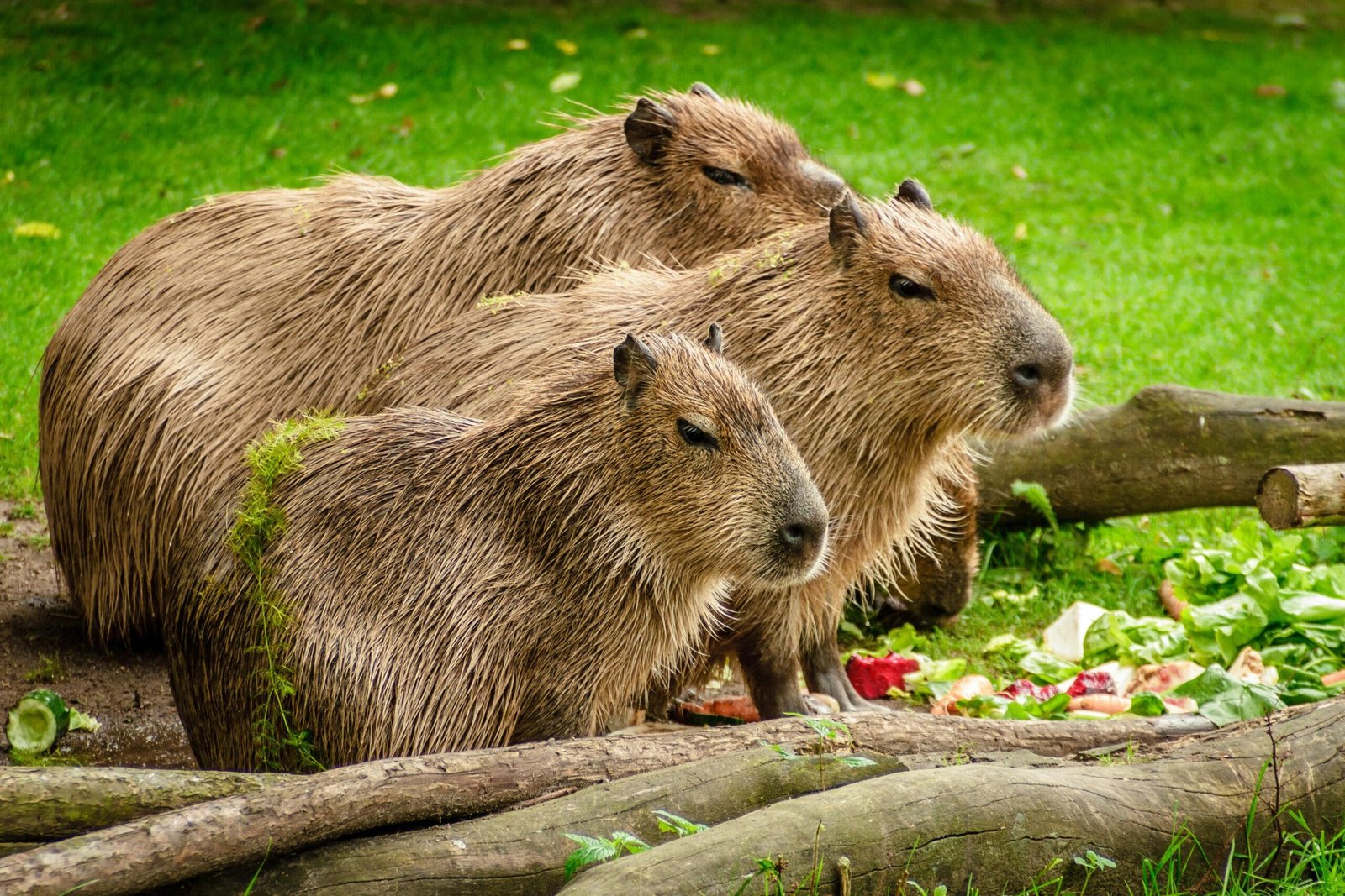 The Top 10 Exotic Pets List