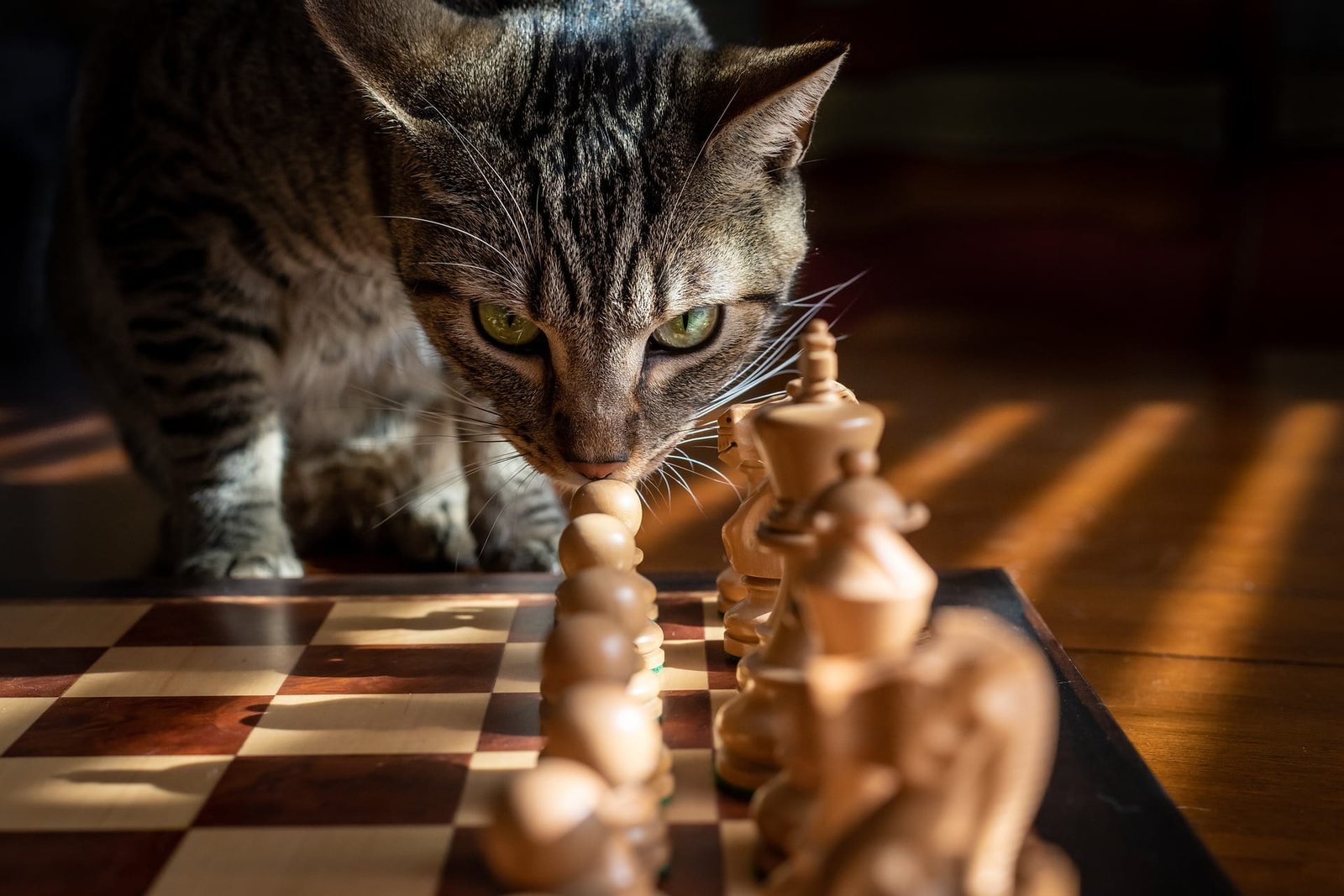 Keep cats entertained indoor 