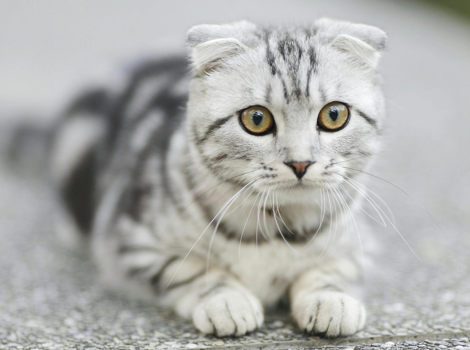 Keep cats entertained indoor 