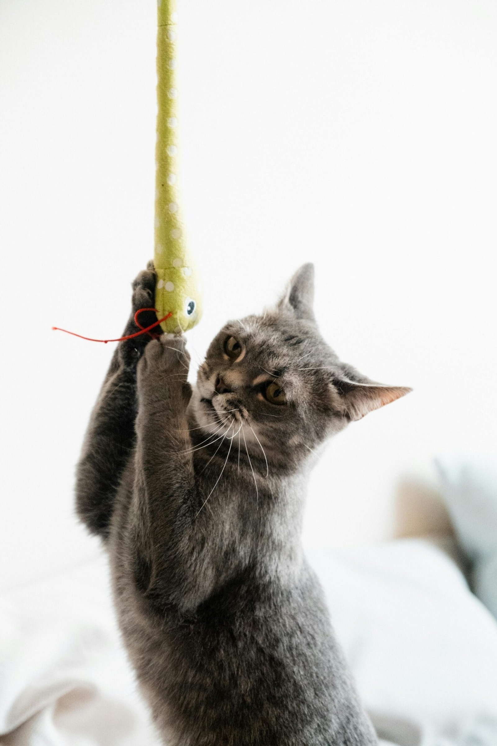 Keep cats entertained indoor