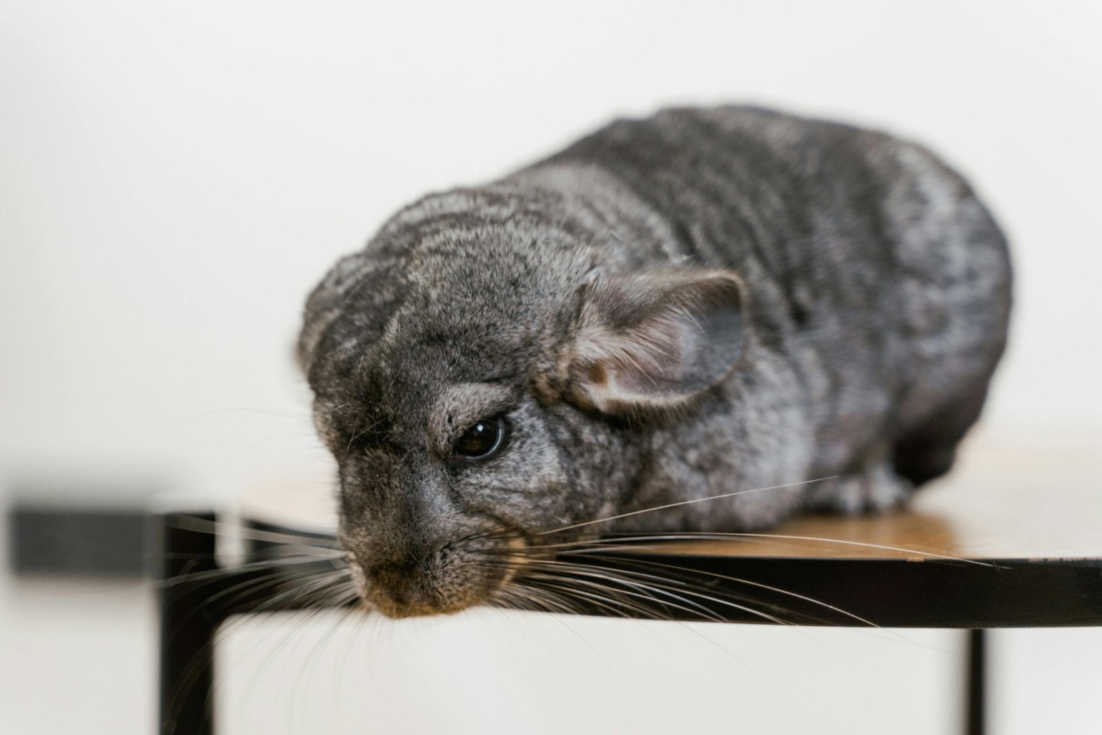 The Top 10 Exotic Pets List