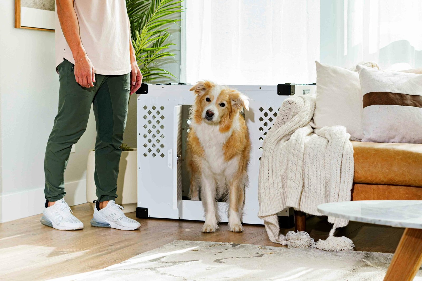 Dog is Shaking and Vomiting