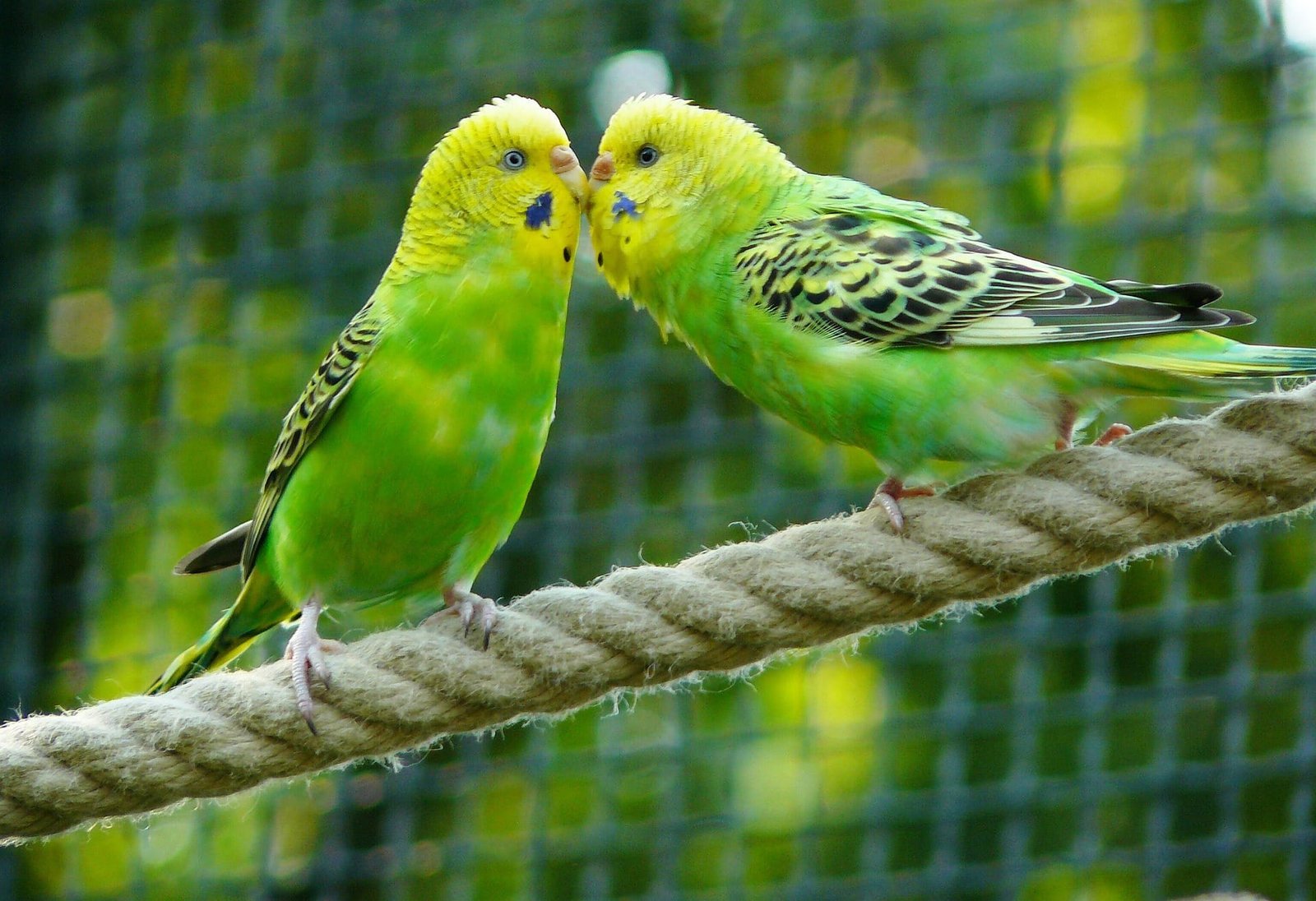 Budgies as Pets for Kids