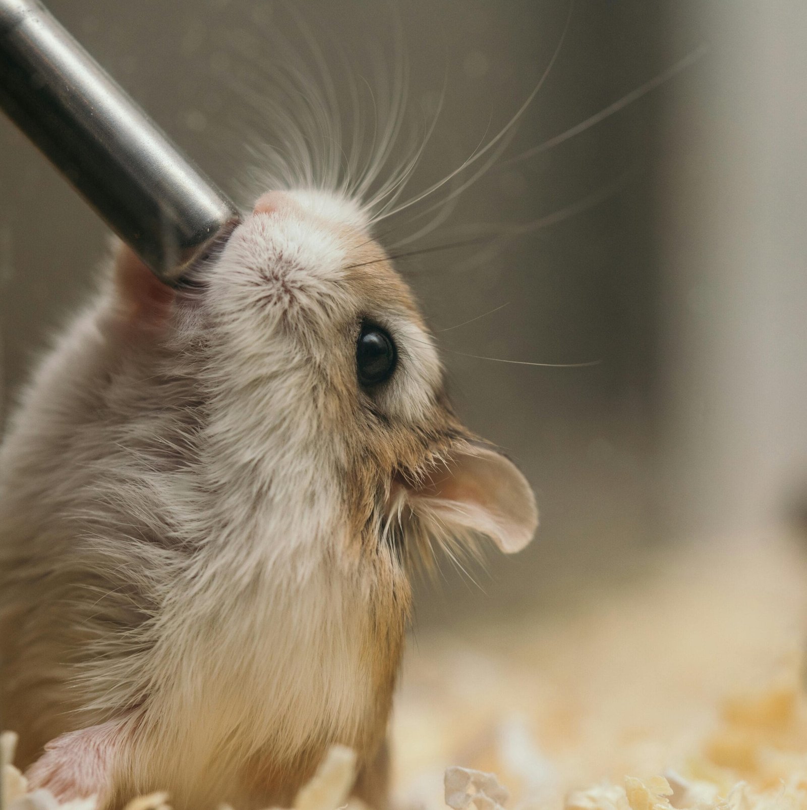 Feeding Your Hamster