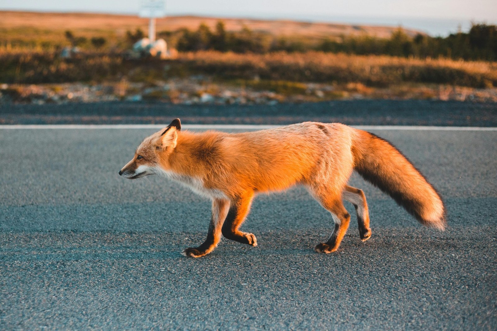 The Top 10 Exotic Pets List