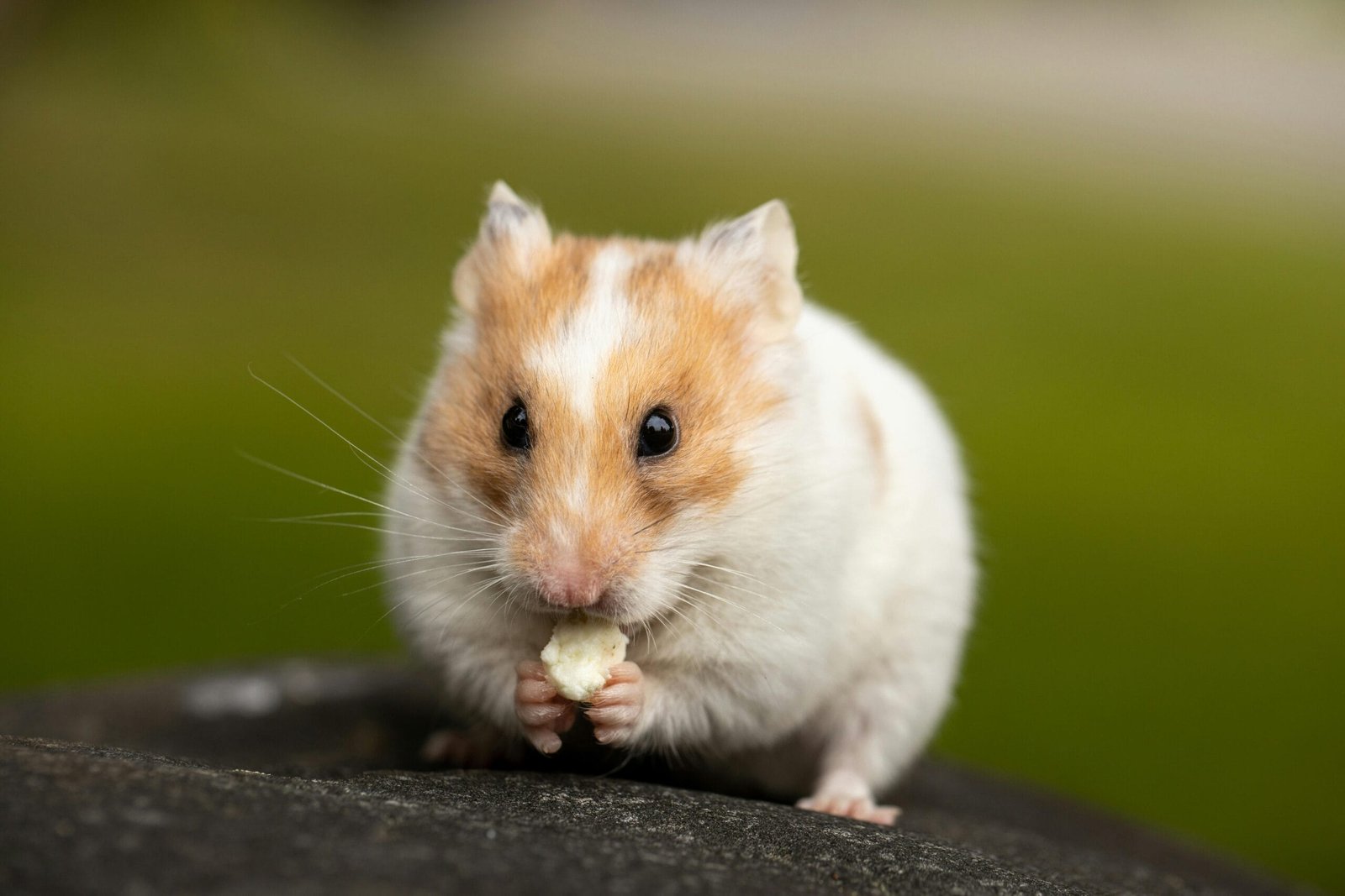Feeding your hamster 