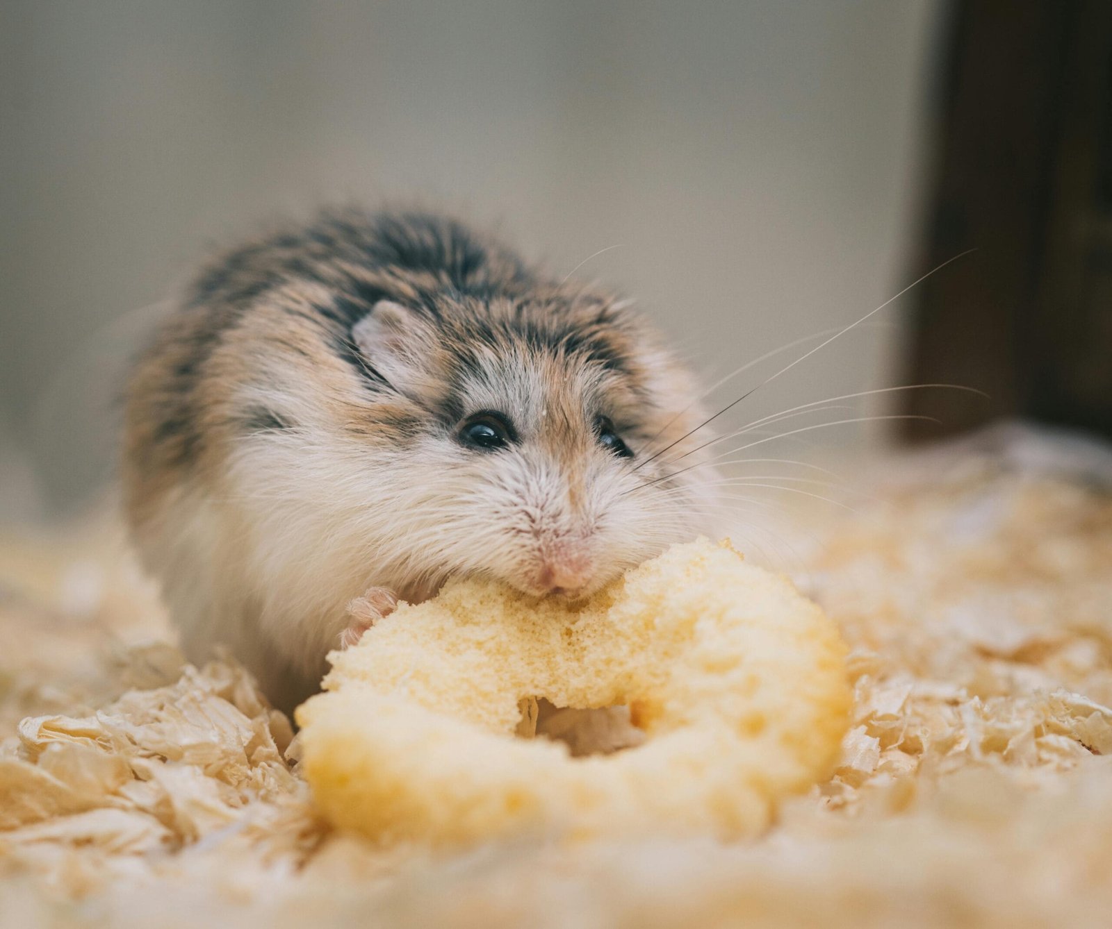 Feeding Your Hamster