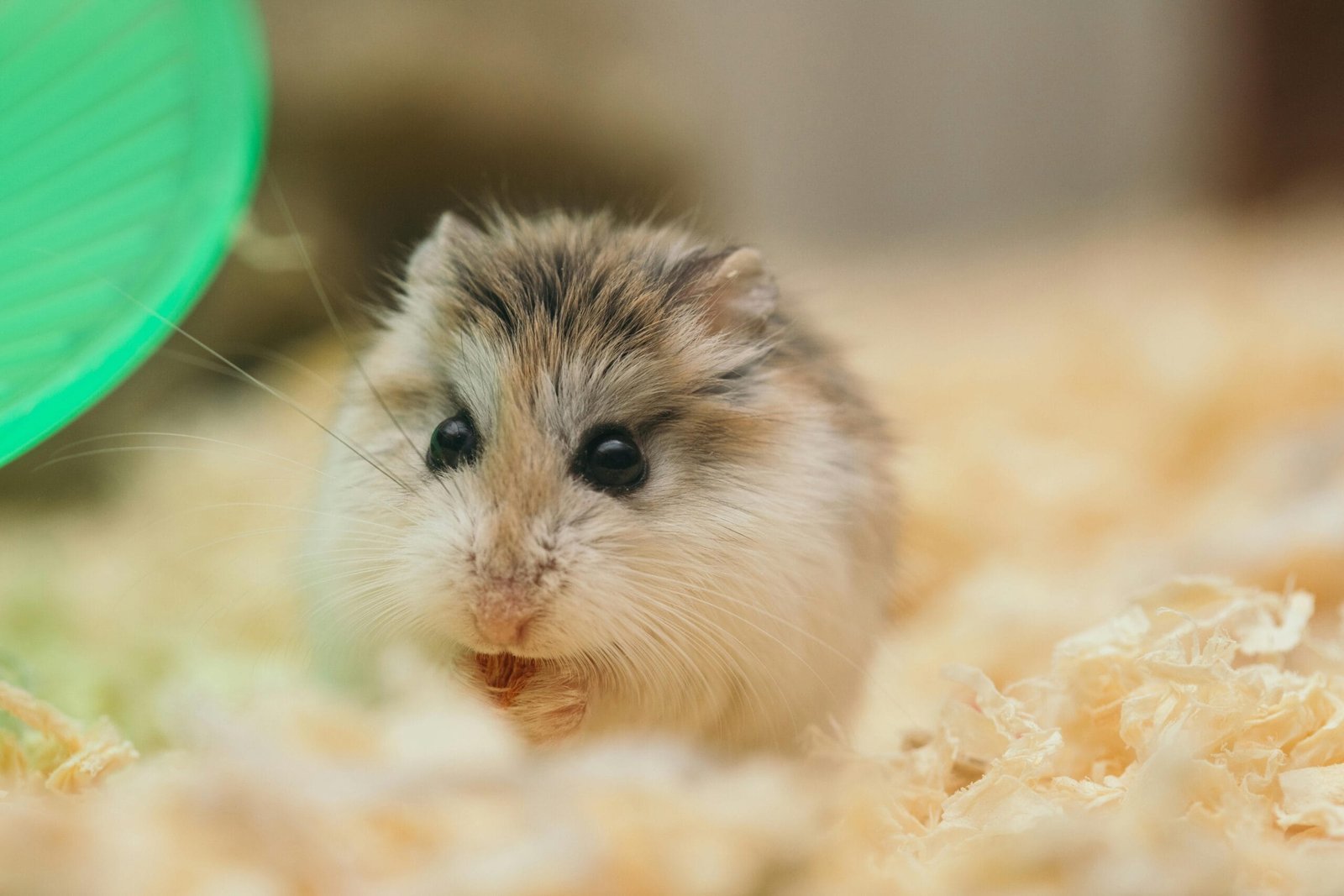 Feeding Your Hamster