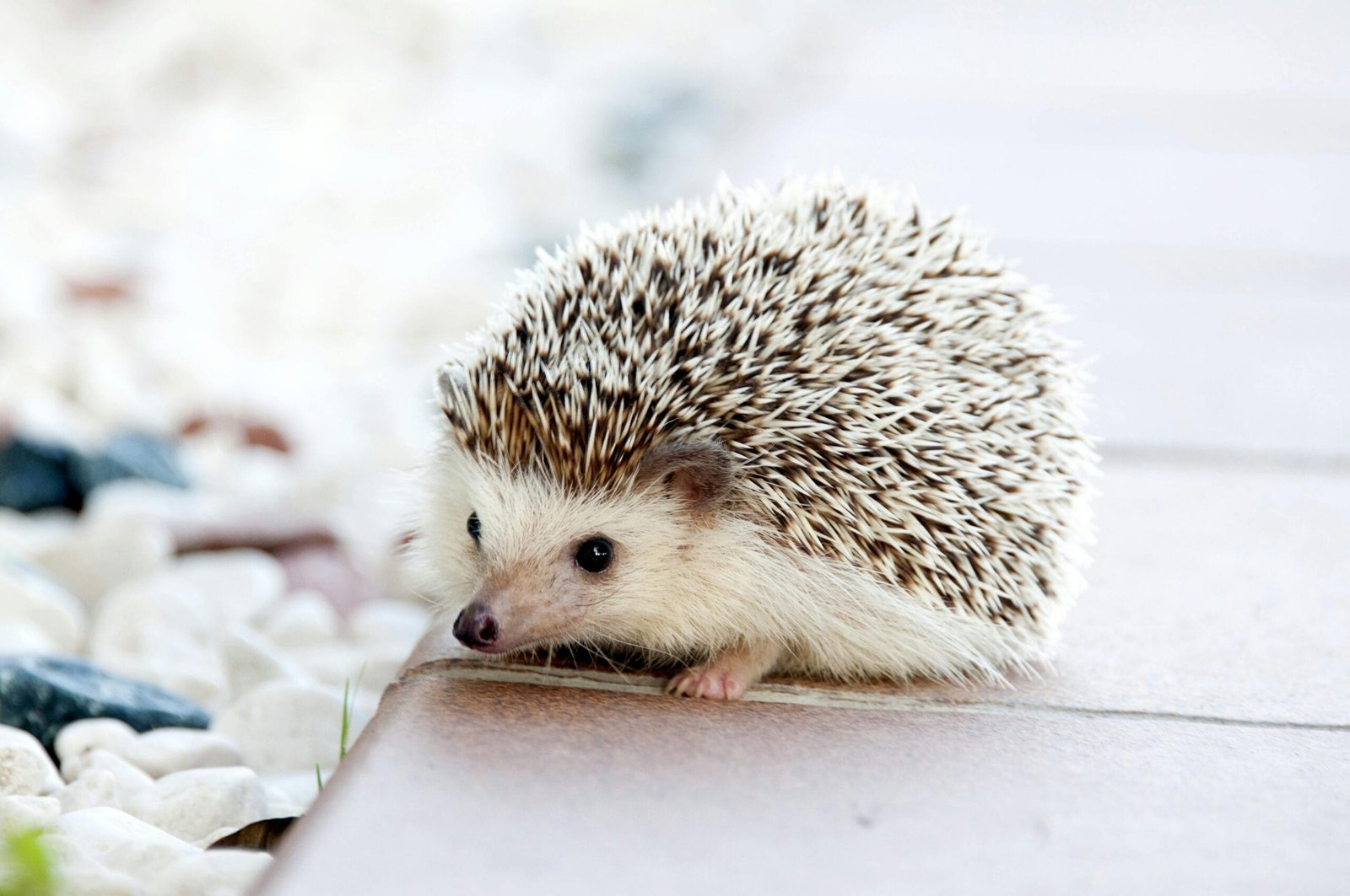 The Top 10 Exotic Pets List