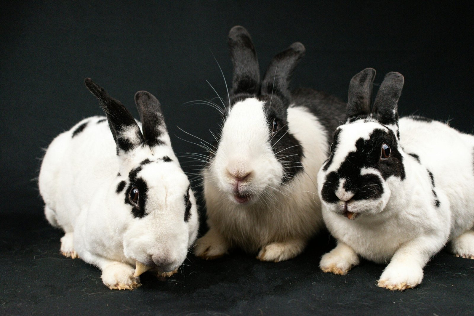 Best Bunnies to Have as Pets
