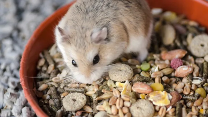 Feeding Your Hamster