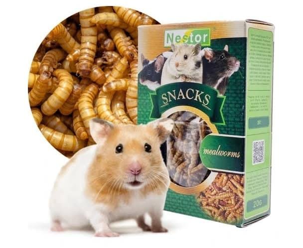 Feeding your Hamster