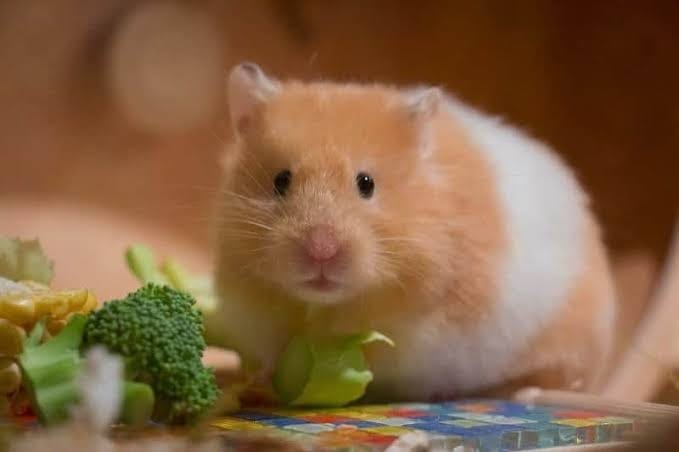Feeding your Hamster