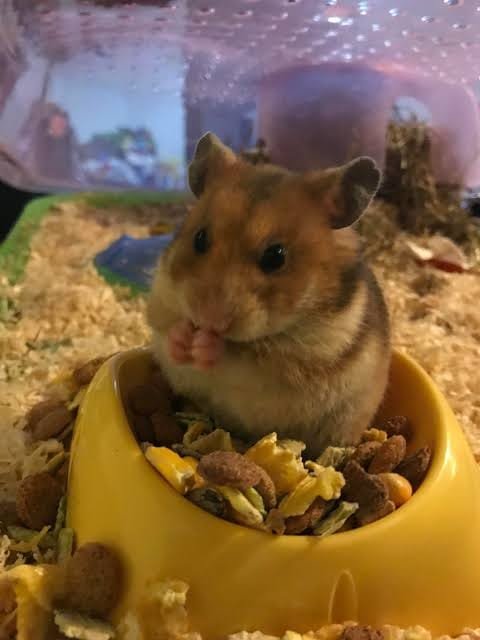 Feeding your Hamster