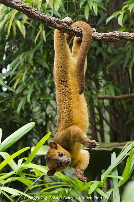 The Top 10 Exotic Pets List
