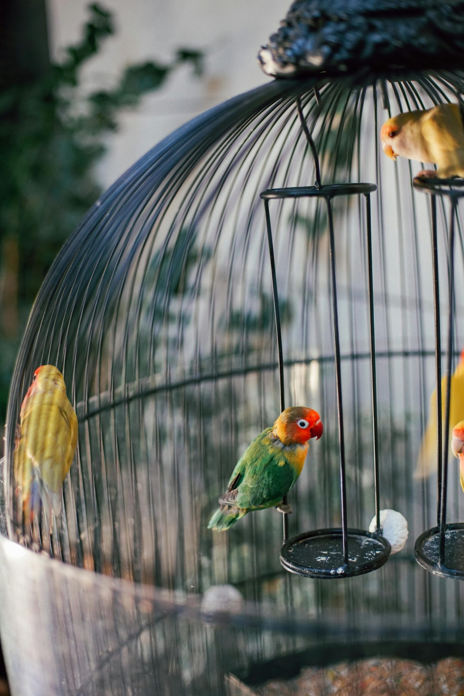 Lovebirds Breed