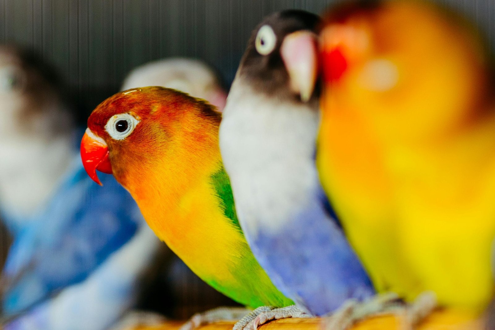 Lovebirds Breed