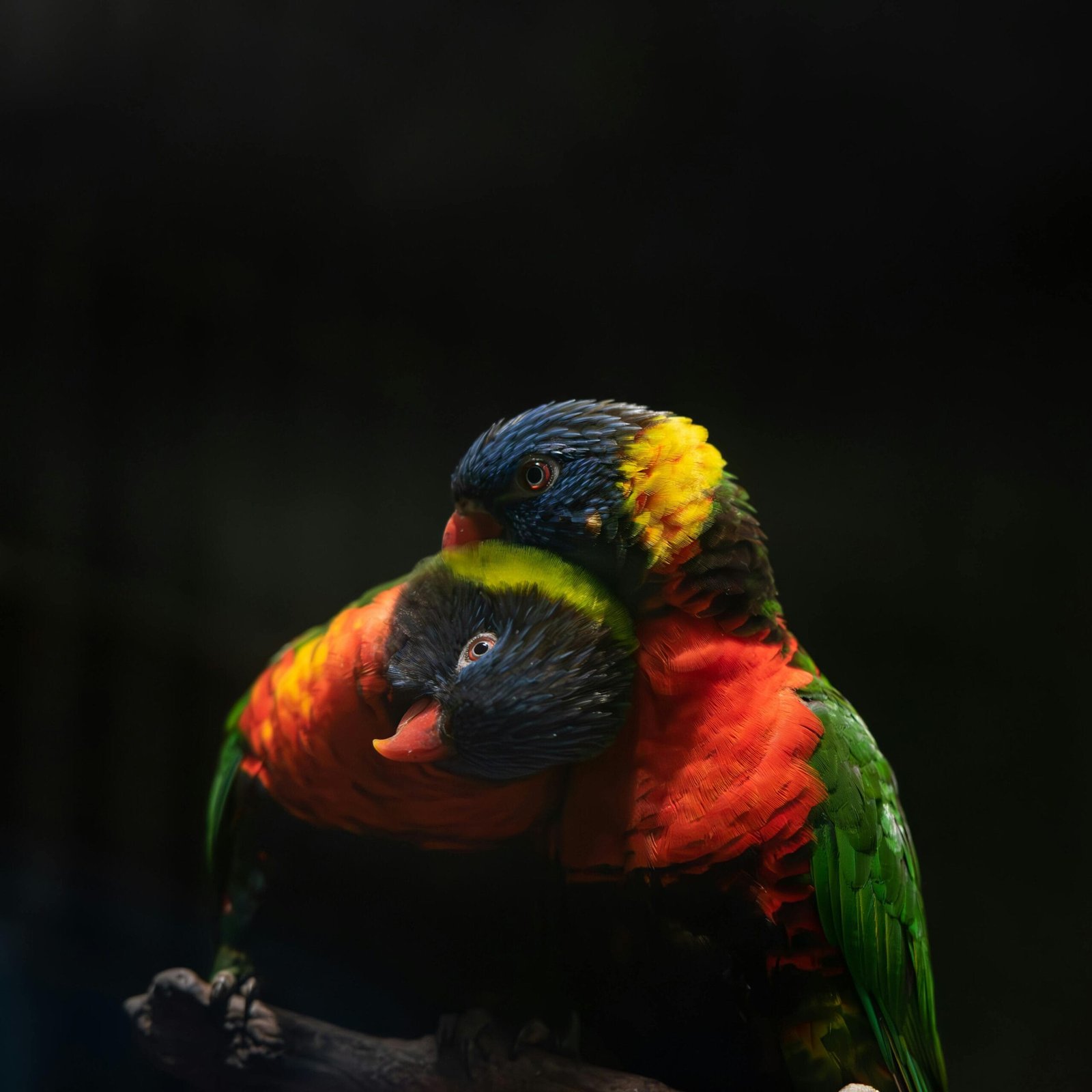Lovebirds Breed